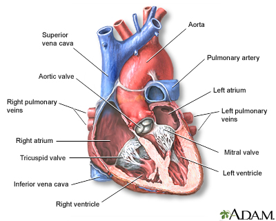structures of heart. Heart, section through the