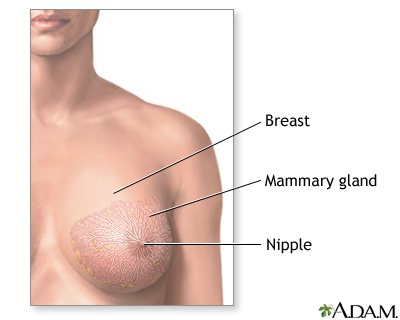 is called the areola.