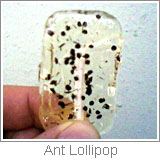 ant lollipop