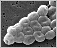 Acinetobacteri bacteria image