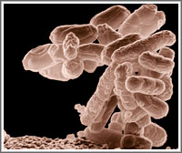 E_coli bacteria image