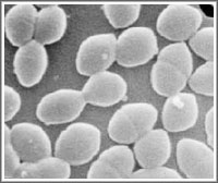 Entercoccus bacteria image