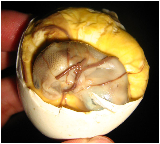 large image of duck fetus also known as Balut