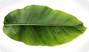 The Growing Popularity of Banana Leaf