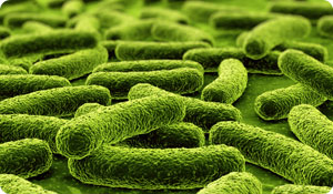 Gut-Residing Bacteria and Arthritis: What's the Link?