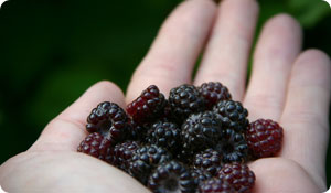Black Raspberries May Prevent Colon Cancer