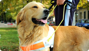 Can Dogs Sniff Out Cancer?
