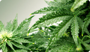 Medicinal Marijuana: Beneficial or Dangerous?