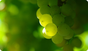 The Heart-Healthy Benefits of Grapes