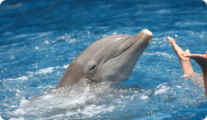 What Dolphins Can Teach Us About Eating for Health
